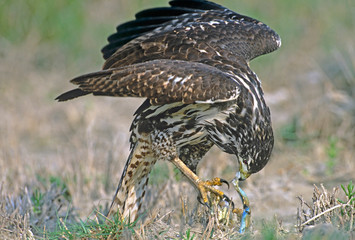Mexico, Tamaulipas State. Common black hawk juvenile eating blue crab. 