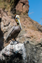 Pelican. Bahia Concepcion. Baja California, Sea of Cortez, Mexico.