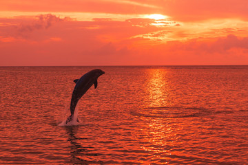 Fototapeta premium Bottlenose Dolphins (Tursiops Truncatus) Caribbean Sea, near Roatan, Honduras