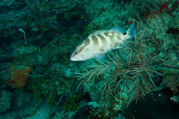 Nassua Grouper, Roatan Marine Park, Caribbean Scuba Diving, Roatan, Bay Islands, Honduras, Central America