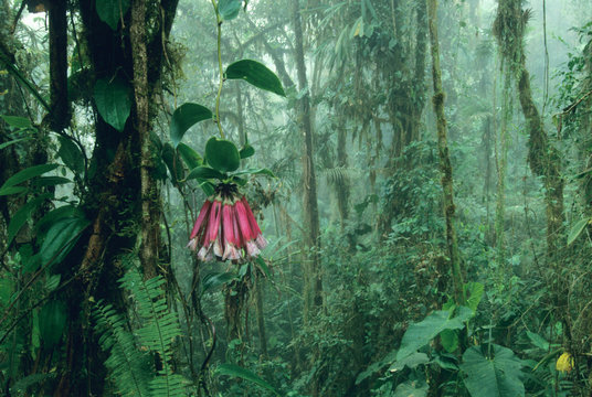 Ecuador, Andes Mountains, 2700m, Cloud Forest, western slope, Bomarea flower with vine.