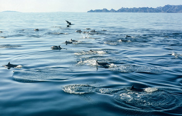 Mexico, Sea of Cortez. Long-beaked common dolphins (Delphinus capensis) swimming