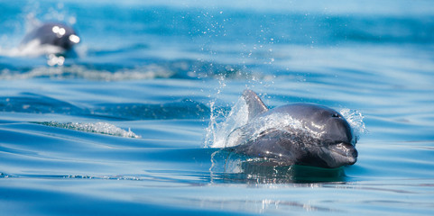 Baja Peninsula, Sea of Cortez, Gulf of California. Two Common Bottle Nose dolphins Porpoising.