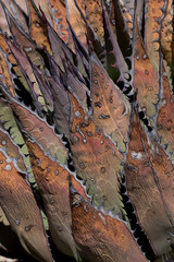 Baja California, Mexico. Colorful Agave (Agave sp.) detail