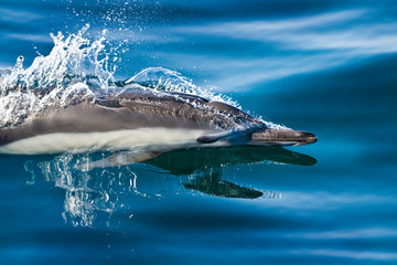 North America, Sea of Cortez. Close-up of long-beaked dolphin porpoising through glassy water.