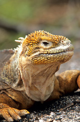 Land iguana Isla Isabela Galapagos Islands, Ecuador