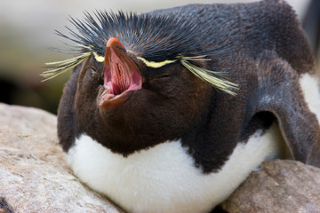 South Atlantic, Falkland Islands, New Island. Rockhopper penguin yawns while lying on its nest. 