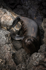Galapagos Fur Seal (Arctocephalus galapagoensis) Galapagos Islands, Ecuador. These are the smallest of the world's 7 species of fur seals with males only reaching 65-80kg's.