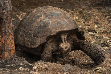 Galapagos Giant Tortoise (Chelonoidis sp.) Galapagos National Park Santa Cruz Island Galapagos Islands, Ecuador