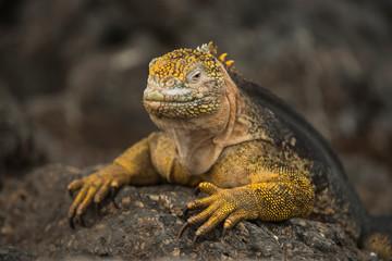 Galapagos Land Iguana (Conolophus subcristatus) South Plaza Island Galapagos Islands, Ecuador.