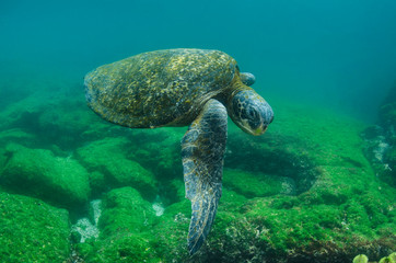 Galapagos Green Sea Turtle (Chelonia mydas agassizi) underwater, Galapagos Islands, Ecuador, Endemic Subspecies