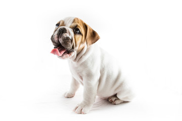 Puppy bulldog dog with white background
