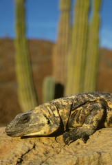 San Esteban Chuckwalla, (Sauromalus varius), Mexico, Baja California, San Esteban Island, portrait...
