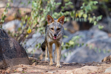 The sechuran fox (Lycalopex sechurae) is found in equatorial dry forest of Chaparri Ecological Reserve, outside of the town of Chiclayo, Peru.