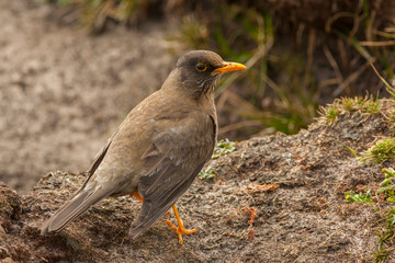 Falkland Islands, Carcass Island. Close-up of Falkland thrush. Credit as: Cathy & Gordon Illg / Jaynes Gallery / DanitaDelimont.com