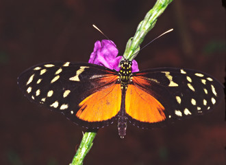 Central America, Costa Rica, Selva Verde. Tiger Longwing butterfly (Heliconius hecale)