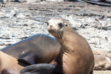 Naklejka premium Mexico, Baja California Sur, Sea of Cortez. California Sea Lion juvenile (Zalophus californianus).