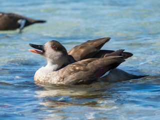 Crested Duck (Lophonetta specularioides). Falkland Islands