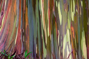 Rainbow eucalyptus tree bark