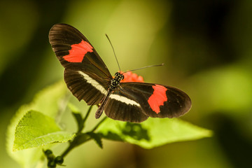Fototapeta na wymiar Tortuguero National Park, Costa Rica. Postman butterfly (Heliconius erato) around the Pachira Lodge.