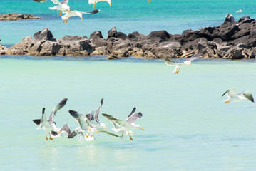 Mexico, Baja California Sur, Sea of Cortez, Western Gulls in feeding group, Isla Coronado