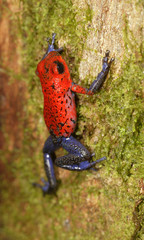Strawberry Poison-dart frog (Dendrobates pumilio) La Selva, Costa Rica