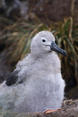 Falkland Islands. West Point Island. Black-browed albatross (Thalassarche melanophrys) chick.