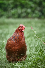 Portrait of a hen on green grass