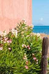 Mexico, Baja California Sur. Loreto Bay. Cactus, flowering plants, Isla Coronado horizon in Sea of Cortez