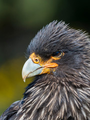 Falkland Caracara or Johnny Rook (Phalcoboenus australis), protected and highly intelligent bird of prey. Falkland Islands, Carcass Island
