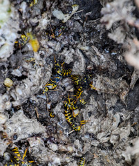 Vespula vulgaris. Destroyed hornet's nest.