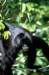 Black spider monkey, Panama