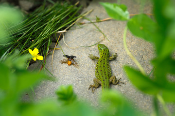 Lizard on a stone close-up. Black beetle on the grass and on ground