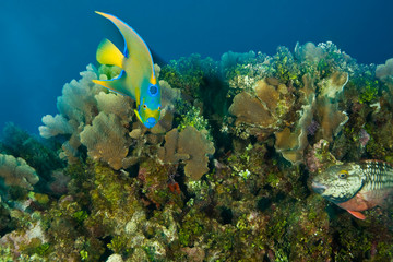 Queen Angelfish (Holacanthus ciliaris), Caribbean Scuba Diving, Roatan, Bay Islands, Honduras, Central America