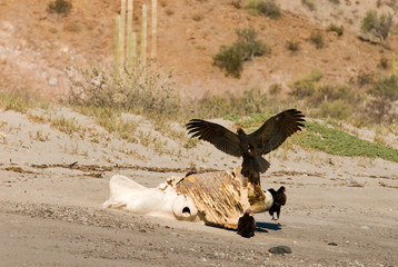 Mexico, Baja California, Sonoran Desert. Desert scenic with Turkey Vultures (Cathartes aura) perched on beached baleen whale carcass