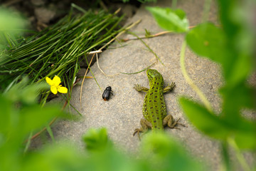 Lizard on a stone close-up. Black beetle on the grass and on ground