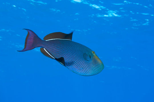 Black Durgon (Melichthys niger), Utila, Bay Islands, Honduras, Central America