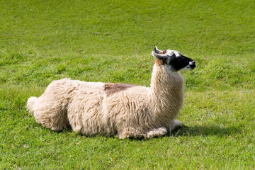 Obraz premium South America - Peru. Llama resting on main plaza in the lost Inca city of Machu Picchu.