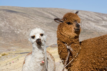 South America - Peru. Alpacas outside local home near Puno.