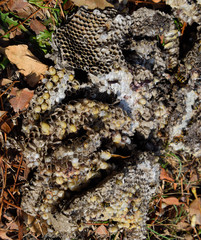 Destroyed hornet's nest. Drawn on the surface of a honeycomb hor