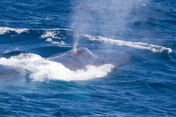 Blue whale is the largest mammal still inhabiting the Earth. San Jose Channel. Baja California, Sea of Cortez, Mexico.