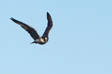 Peregrine Falcon