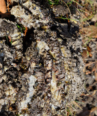 Destroyed hornet's nest. Drawn on the surface of a honeycomb hor