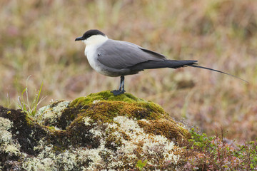 Long-tailed Jaeger, Arctic Tundra