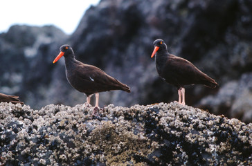 Two oyster catchers Kachemak Bay, Alaska