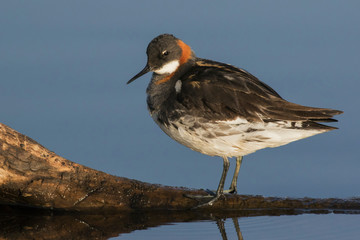 Red-necked Phalarope