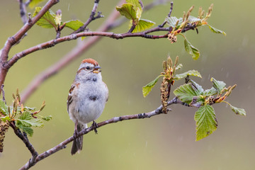 American Tree Sparrow Singing