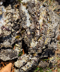 Destroyed hornet's nest. Drawn on the surface of a honeycomb hor