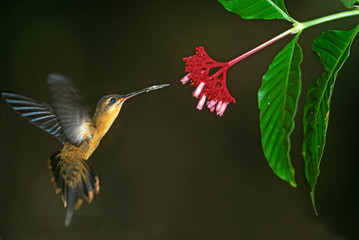 Fototapeta premium Hummingbird, Needle-billed Hermit (Phaethornis phillippi) feeding at flower, Lake Sandoval, Amazonia, SE PERU
