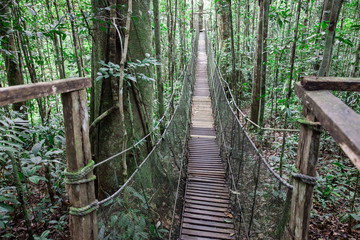 One of a number of bridges crossing over the jungle forest in the Amazon Natural Park.